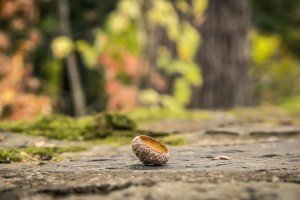 An Acorn in Ithaca