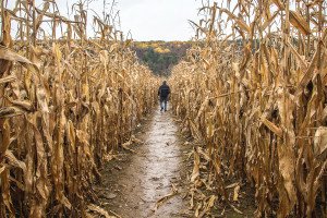 Corn Maze in Ithaca