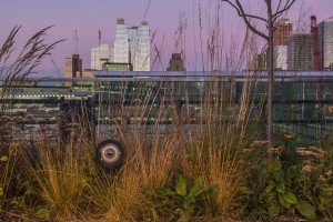 The High Line in New York City
