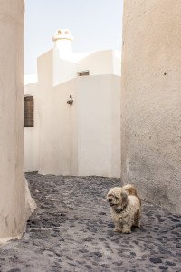 Street Dog in Emporio, Santorini