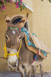 Santorini Donkey in Pyrgos