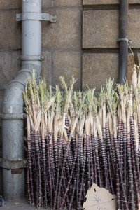 Bamboo in Chinatown