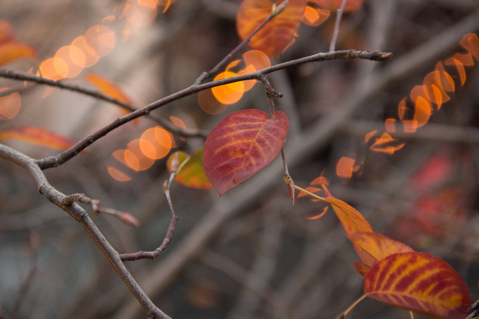 Fall leaves on the High Line