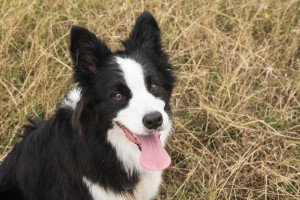 Happy Dog