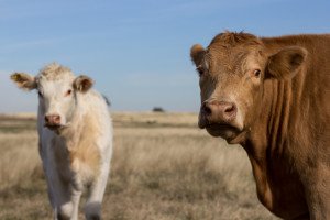 Cows say y'all in Texas