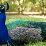 Peacock chilling near me at Alacazar in Seville, Spain