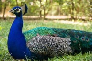 Peacock chilling near me at Alacazar in Seville, Spain