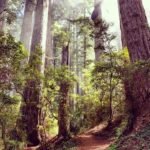 Light in the Redwoods