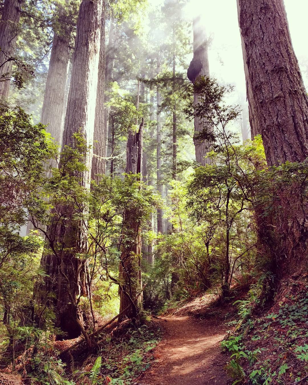 Light in the Redwoods