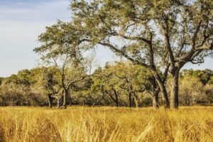 Texas Country