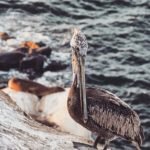 Pelican in San Diego's La Jolla Cove
