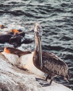 Pelican in San Diego's La Jolla Cove