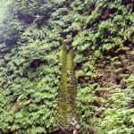 Playing dinosaurs in Fern Canyon