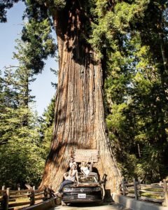 Chandelier Tree in the Redwoods