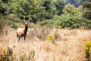 Wild California Elk