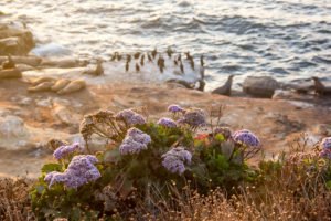 Wildlife in San Diego