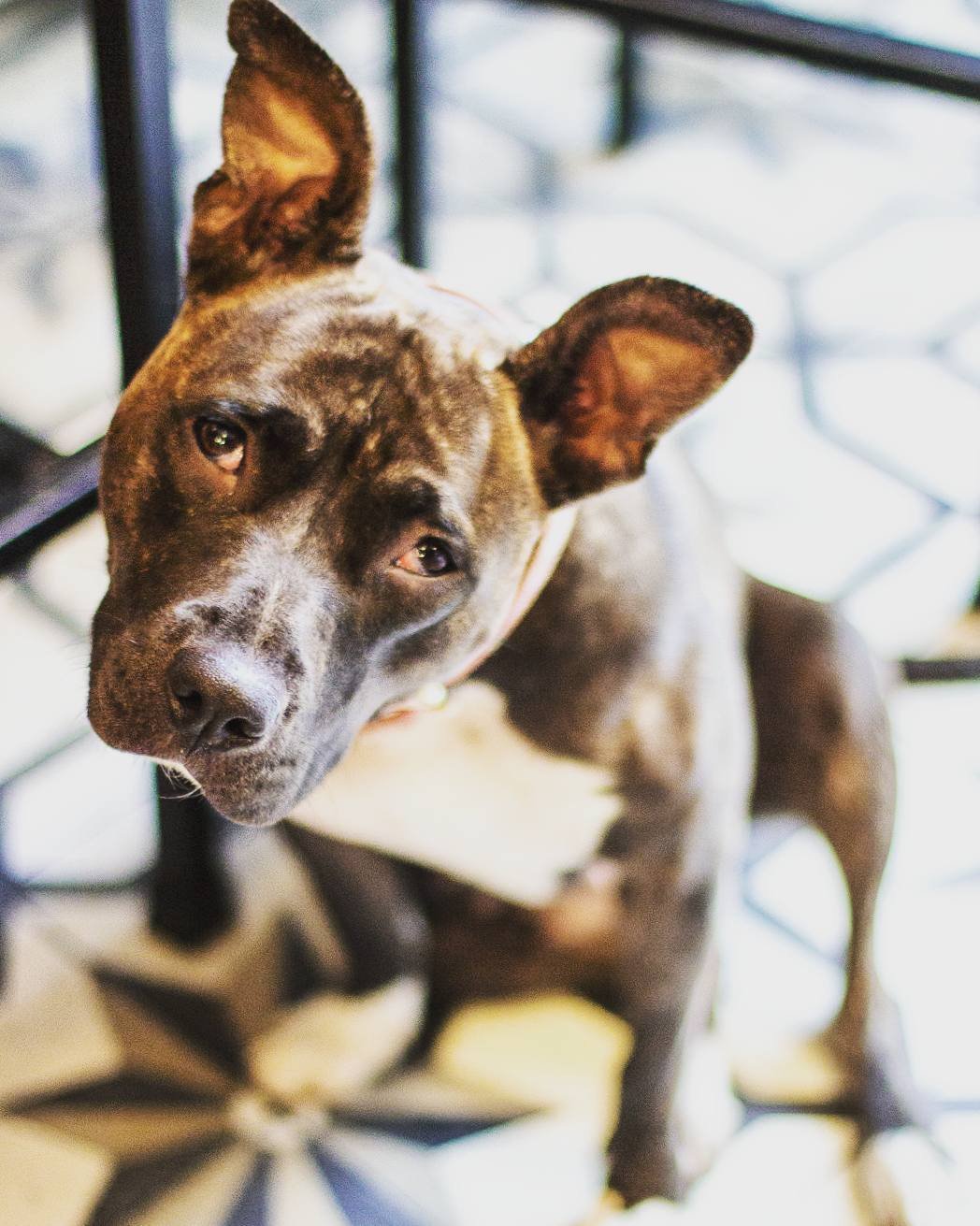 Puppy at Cafe Negro in Mexico City