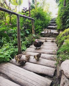 Guatemala Yoga Forest Ducks
