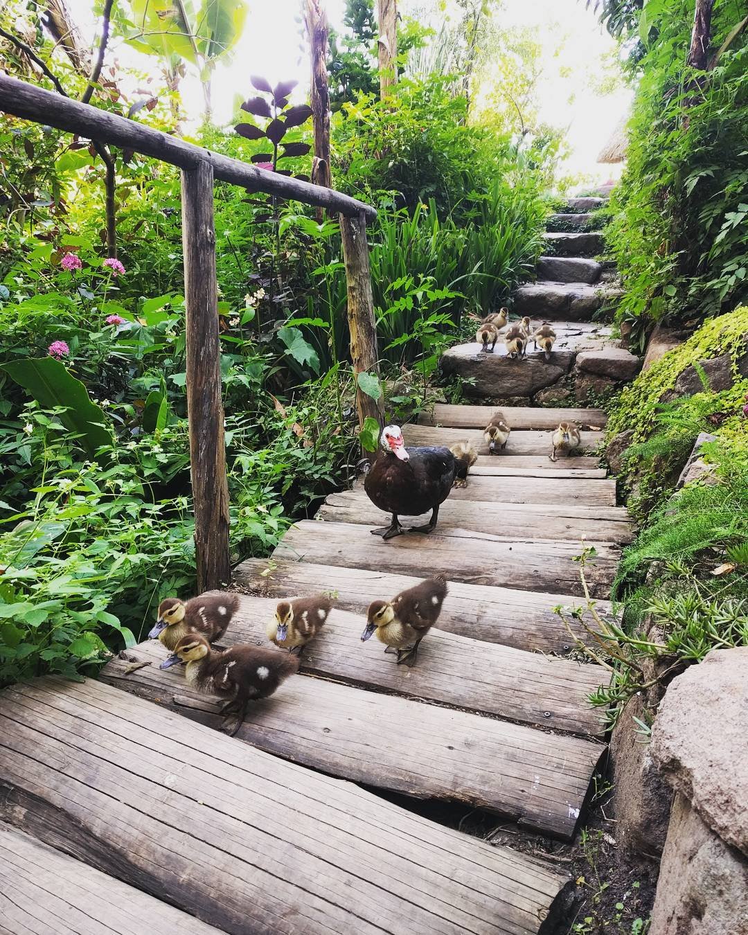 Guatemala Yoga Forest Ducks