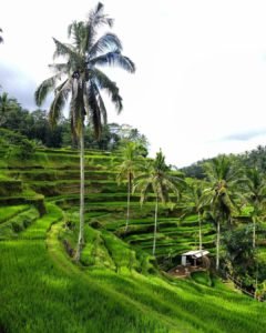 Tegalalang Rice Terraces in Bali