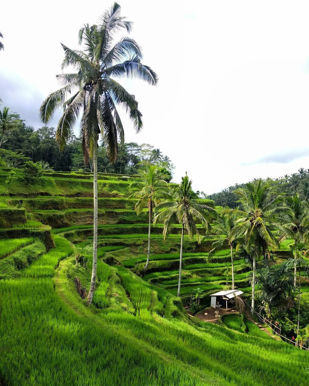 Tegalalang Rice Terraces in Bali