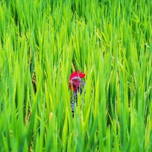 Green in Bali