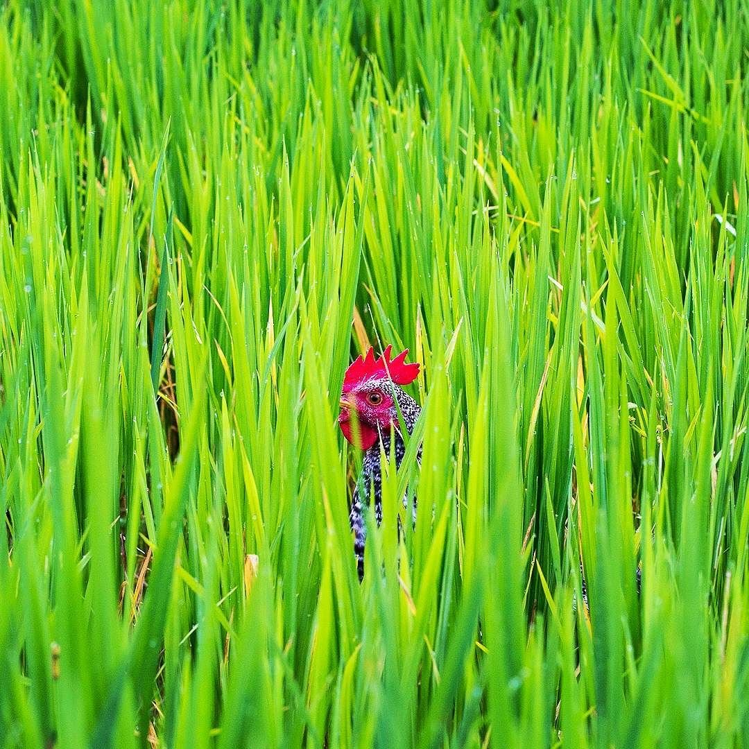 Green in Bali
